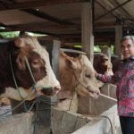 sapi