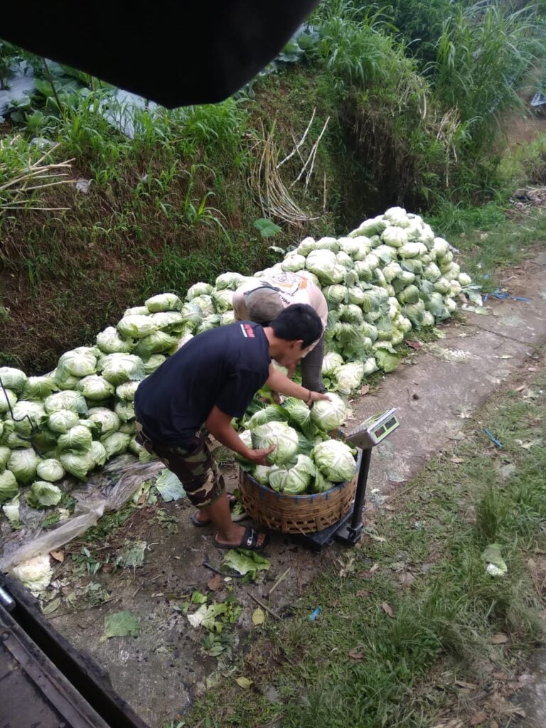 Relawan Prabowo Borong Sayur dari Petani Sumbing, Kopeng, Boyolali dan Dibagi ke Kaum Dhuafa 4 WhatsApp Image 2024 01 16 at 08.17.54 8563e749